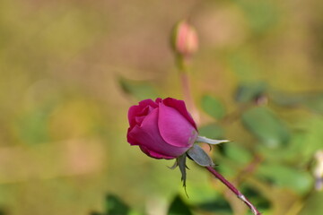 a rose in the summer garden