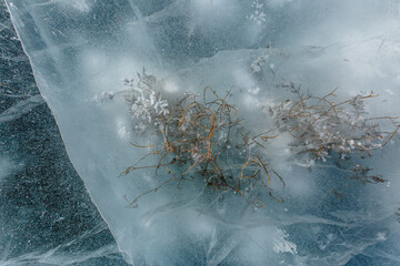 Beautiful ice of a frozen lake. Dry grass is frozen into transparent ice. Close-up.