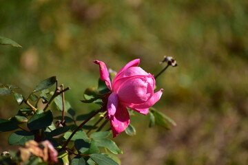 Obraz premium a rose in the summer garden