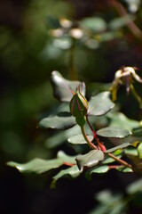 Fototapeta premium a rose in the summer garden