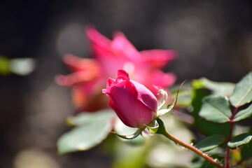 a rose in the summer garden