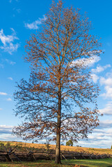 Obraz premium A tree with dying leaves in the fall with a wooden worm fence behind it in the Gettysburg National Military Park on a sunny fall day