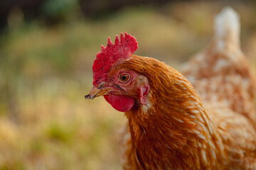 Close up portrait image of isa brown chicken with crooked beak