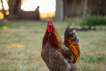 Close up portrait image of handsome red rooster in free range garden