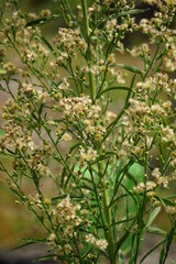 Jelantir (Also called erigeron bonariensis, monyenyen, erigeron linifolius, conyza sumatrensis) with a natural background. Used in herbal medicine