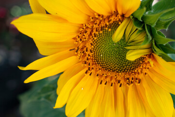 sunflower in the garden