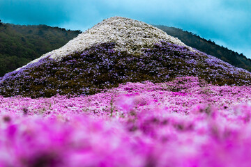 Beautiful view of pink flowers with Fuji mountains in the background in Japan