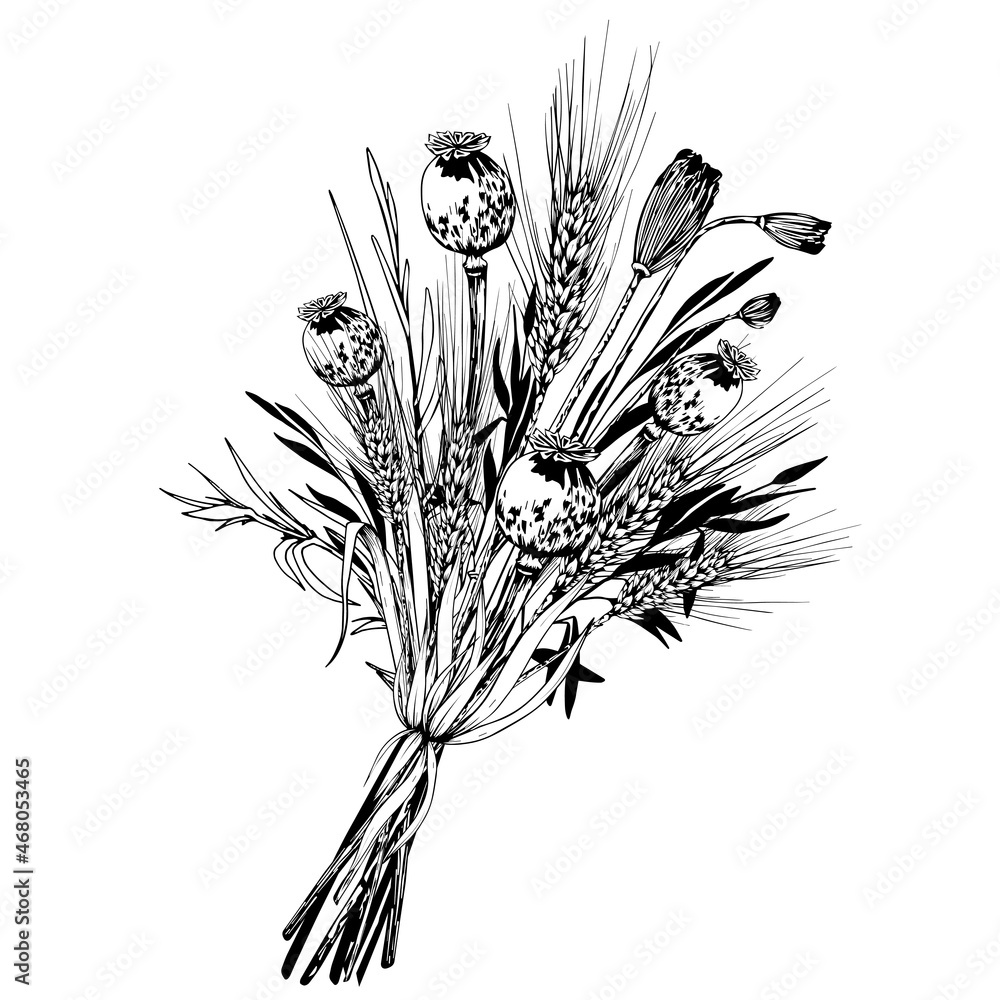 Wall mural harvest bouquet with wheat spikelet and poppy seed boxes. black and white hand drawn vector illustra