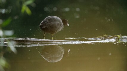 Schwarzer Taucher mit Spiegelung 
