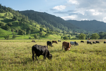 Naklejka premium Dramatic image of a grassy meadow with cattle grazing in foreground, and sunlit Caribbean mountains in the background in the Dominican Republic.