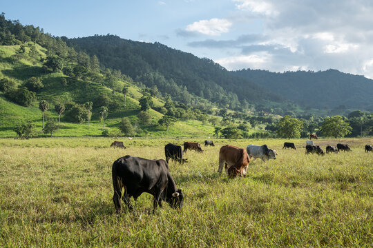 Dramatic image of a grassy meadow with cattle grazing in foreground, and sunlit Caribbean mountains in the background in the Dominican Republic.