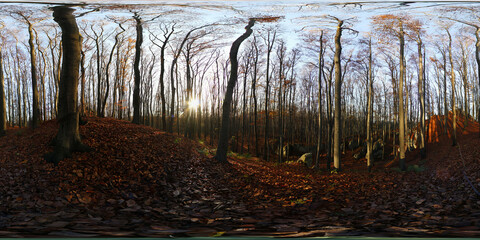 Leafless trees in European Forest HDRI Panorama