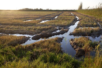 Rice fields flooded with irrigation water with plants already collected.