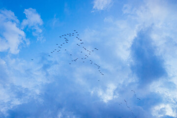 The wetlands of the Ebro delta receive flocks of migratory birds.