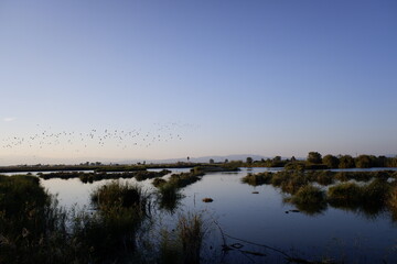 Fototapeta na wymiar A flock of birds soars in flight at sunset over a lagoon in the Ebro delta, migrating south.
