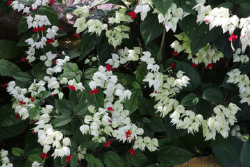 Bleeding Heart Vine white flowers blooming in the gardening