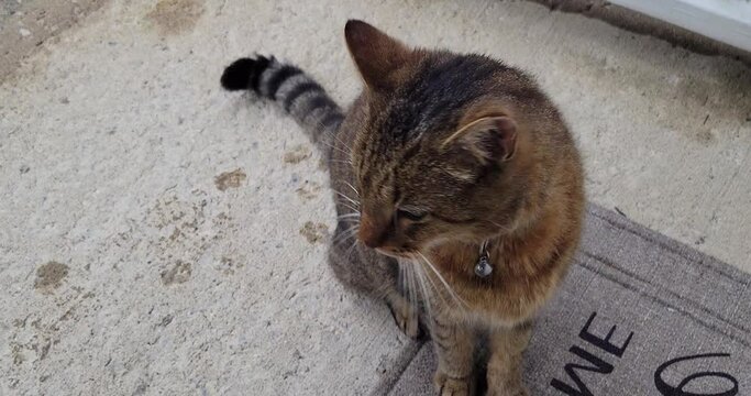 Tabby cat greets owner at doorstep on a welcome mat. He gently wags his stripped tail and looks up with big exotic eyes. Shot in 4k slow motion.