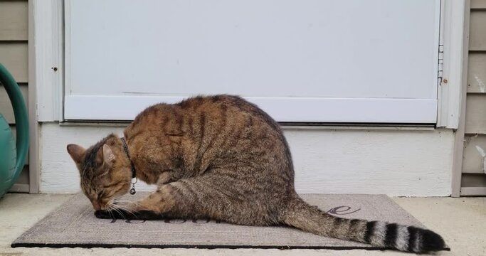 Beautiful Brown and Black Tabby cat grooms and cleans himself on doorstep outside on a front porch. Shot in 4k slow motion.