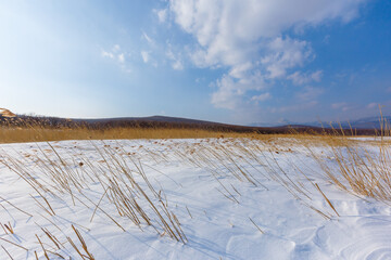 Dried ears grow in a snowy field. Overall plan. Sikhote-Alin Biosphere Reserve in the Primorsky Territory.