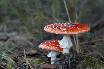 fly agaric mushrooms in autumn forest