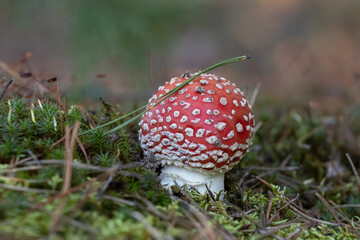 fly agaric with red hat in autumn forest