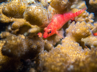 Red small fish in the middle of corals in a coral reef