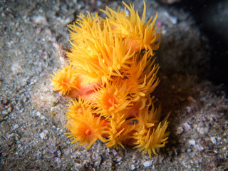 Naklejka na ściany i meble Closeup to an orange coral in the sea bottom