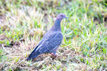 Patagioenas picazuro