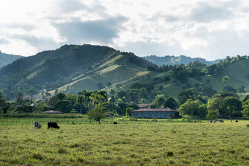 Fototapeta na wymiar Dramatic image of a meadow in the Caribbean mountains with cattle and sunlit hills in the background with cloudy skies in the Dominican Republic.