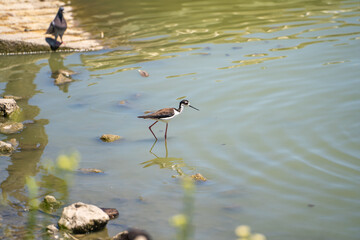 Black-necked Stilt (Himantopus mexicanus) standing in shallow water.
