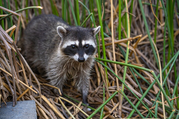 Raccoon sits in the grass in the evening. Wildlife photography. 