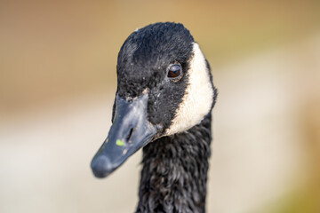 Close up portrait of Canadian goose.
