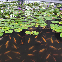 Closeup of koi fish swimming in a pond covered on lotuses in the daylight
