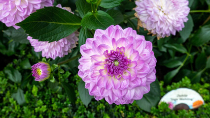 Closeup of purple dahlias growing in a garden in the daylight with a blurry background © Adrian Chan/Wirestock