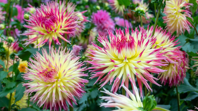 Closeup of Dahlia Hayley Jane flowers growing in a field under the sunlight
