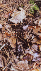autumn leaves on the ground