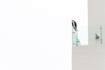 Majestic black wings osprey in the balcony of a building