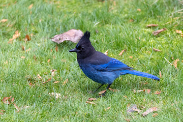Blue Stellers jay
