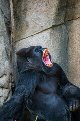 Vertical closeup of the yawning gorilla. © Noznip/Wirestock
