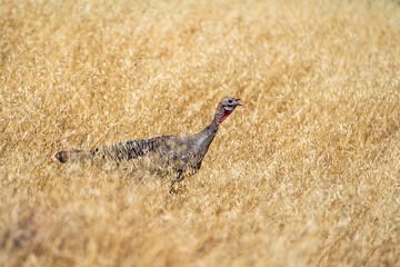 Wild turkey walking in the meadow.
