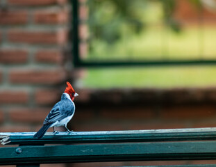 beautiful little bird with red face standing on a park chair