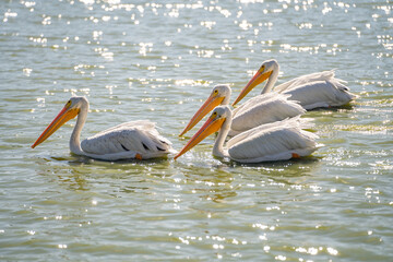 A group of pelicans swim in Lake Elizabeth in Central Park, Fremont