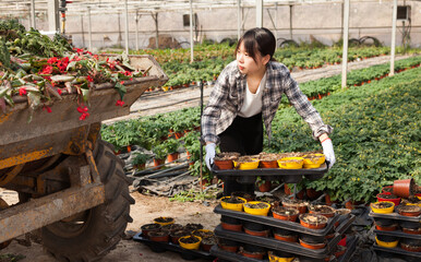 Chinese woman florist working in the orangery. High quality photo