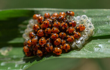 Closeup shot of Crape Myrtle Beetles