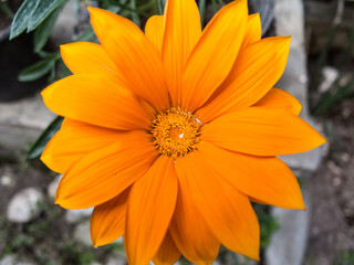 Macro photography of orange petals of a flower during summer