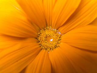 Macro photography of orange petals of a flower during summer