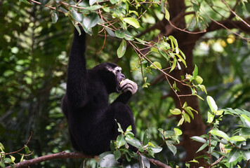 black gibbon on a branch It is an animal that likes to live on trees.
