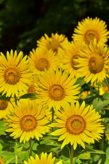 ヒマワリの花（Sunflower）