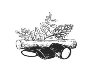 Hand drawn sketch black and white of licorice branch, root, flower, candy, leaf. Vector illustration. Elements in graphic style label, card, sticker, menu, package. Engraved style