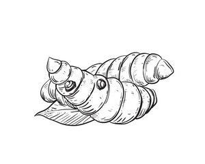 Hand drawn sketch black and white of tuber, turmeric, leaf, curcuma. Vector illustration. Elements in graphic style label, card, sticker, menu, package. Engraved style illustration.